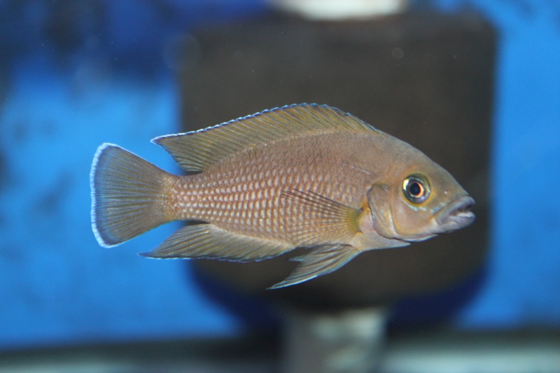 Variabilichromis moorii